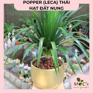 Hạt Đất Nung Popper Thái Lan (Leca) - 6 Lít | Mocminigarden