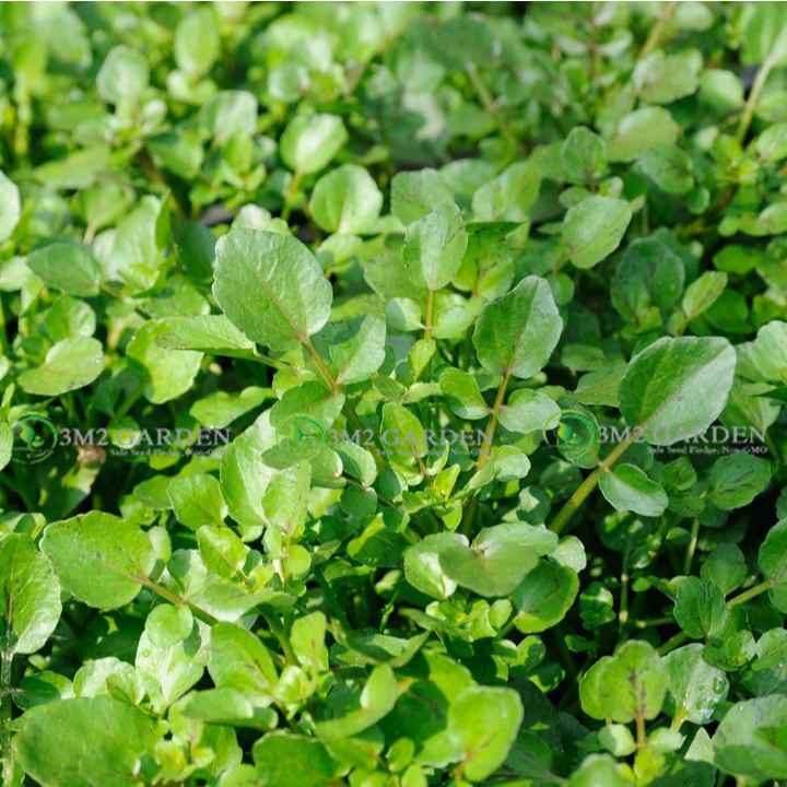 [Hạt giống Mỹ] Cải xoong cạn Upland Cress Gói 1000 Hạt giống cải hương vị thơm ngon thu nhiều lần