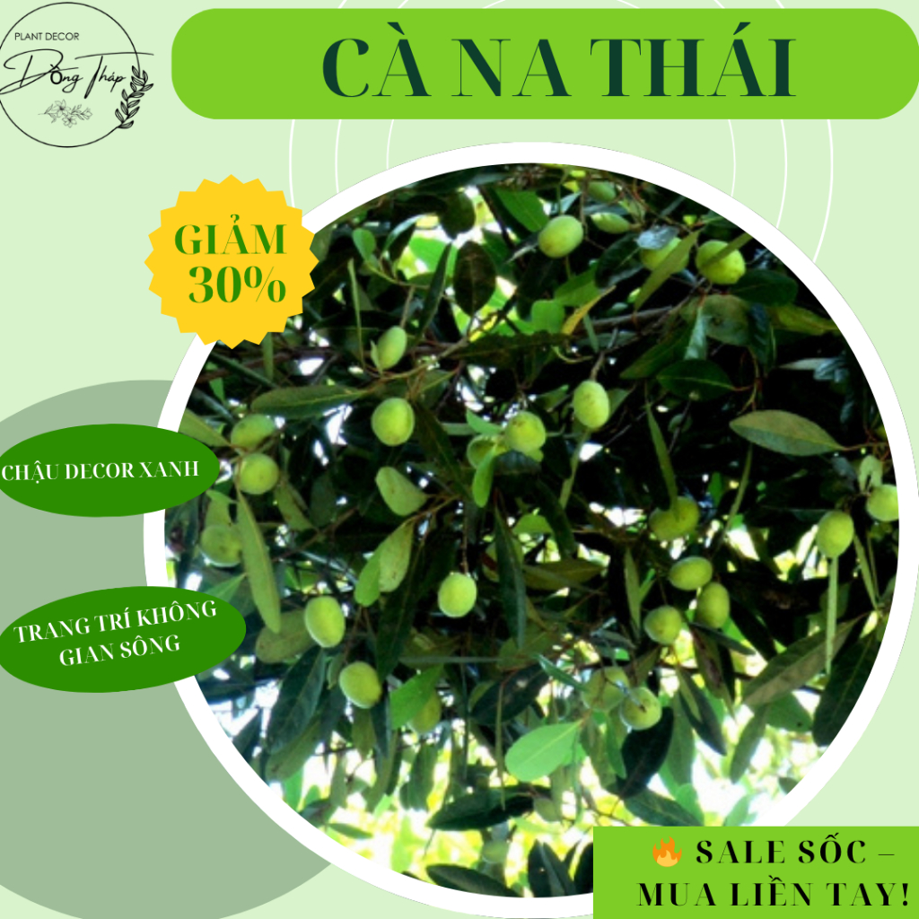 Chậu Cây Cà Na Thái - Decor Sân Vườn & Trang Trí Ngoài Trời Tươi Mát, Hiện Đại – Đồng Tháp Garden