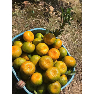 Quýt mường khương mai e về size: 5-6q quả 1kg ạ! Quýt hái tươi mỗi ngày ce yên tâm bán nhé. Đầu mùa hái lọc số lượng ch