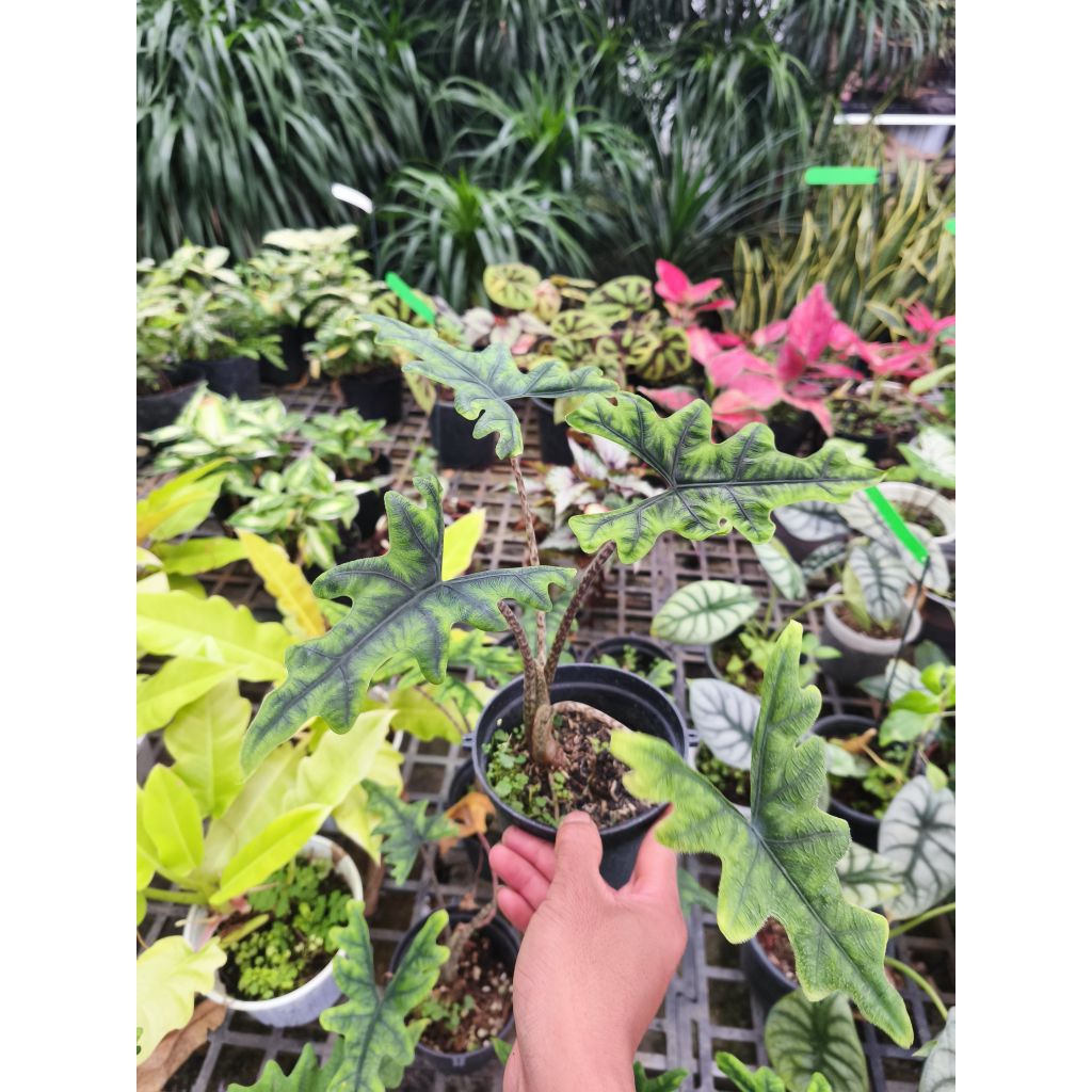 Cây Alocasia jacklyn
