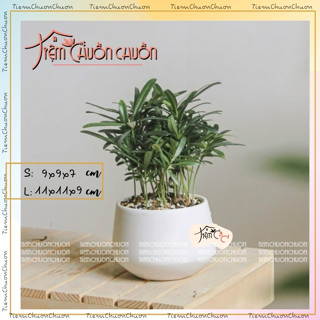  Chậu Hoa Sen Đá Dáng Kim Cương - Chậu Hoa Đẹp Sứ Bát Tràng | Tiệm Chuồn Chuồn 