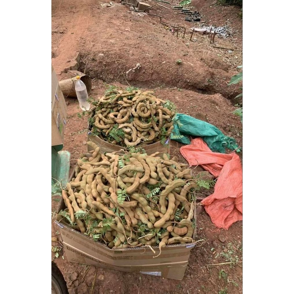 1kg Me xanh me chua làm mứt