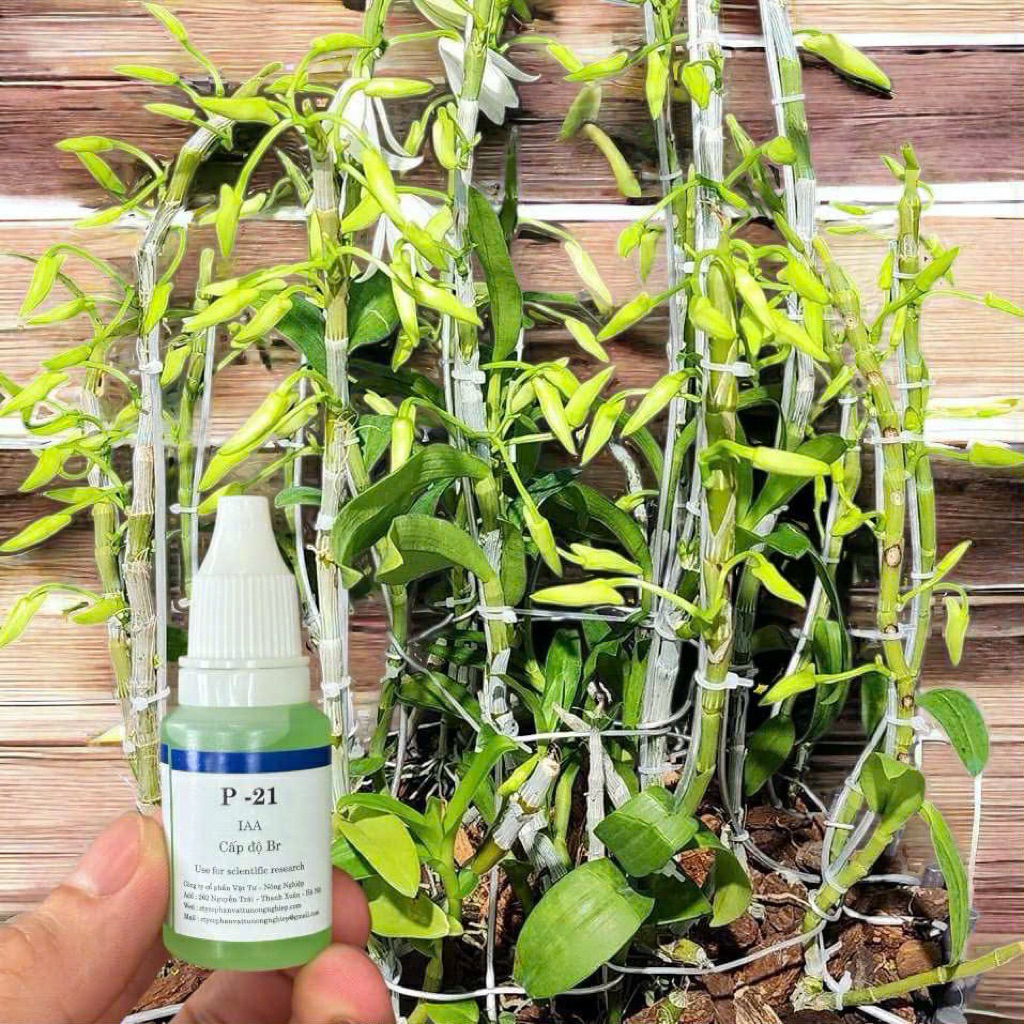 sản phẩm kích hoa p-21 siêu kích hoa