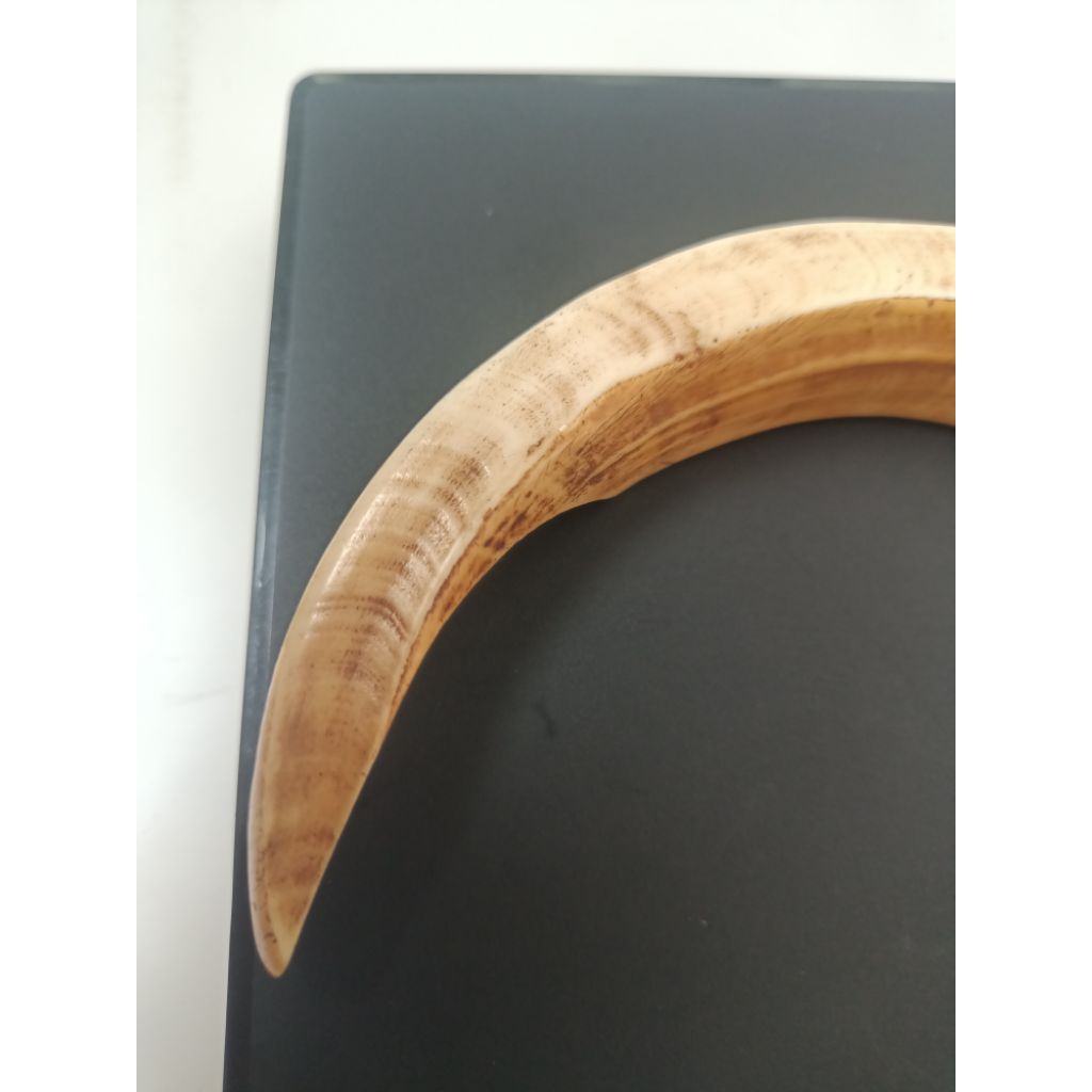 nanh heo rừng thật