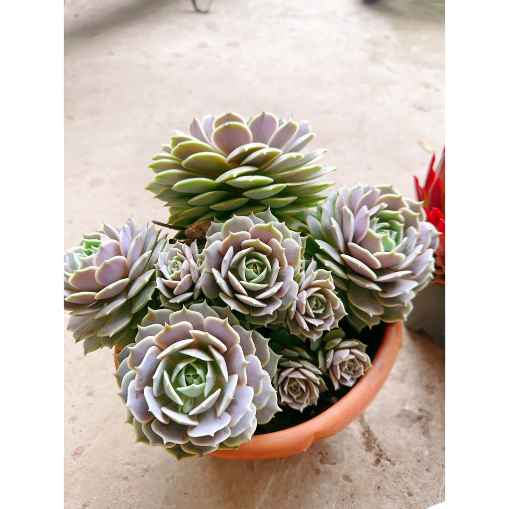 sen đá Lola size bự