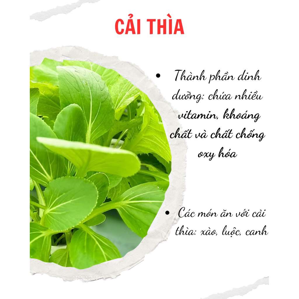 [Chỉ giao HCM] Cải thìa - Rau sạch thuỷ canh - Rau an toàn - Cải thìa gói 200g