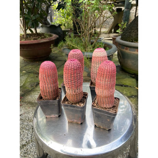 Xương rồng