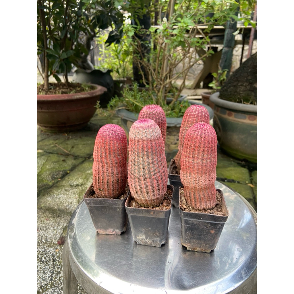 Xương rồng