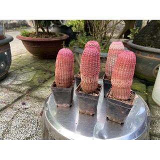 Xương rồng