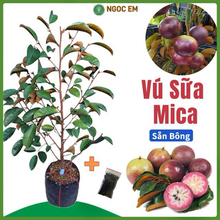  Vú Sữa Mica  Sẵn Bông  cao 1Mét .vị ngọt thanh giòn không mủ 