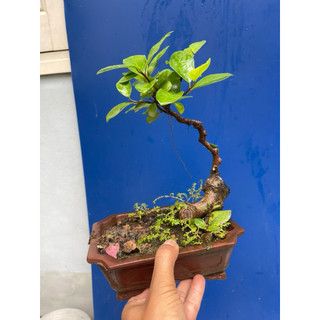 cây si búp đỏ mini bonsai
