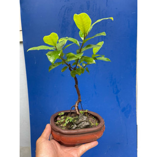 cây si búp đỏ mini bonsai