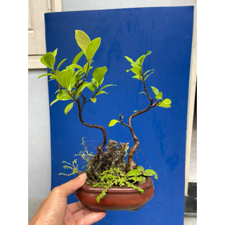 cây si búp đỏ mini bonsai
