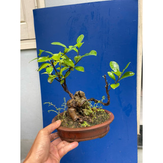 cây si búp đỏ mini bonsai