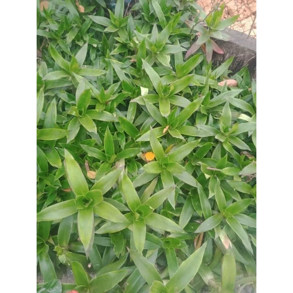 Lá lược vàng tươi 01kg