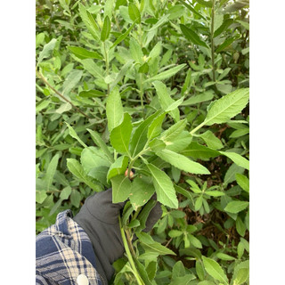1kg cành lá cúc tần tươi (từ bi) đặt hàng mới  cắt