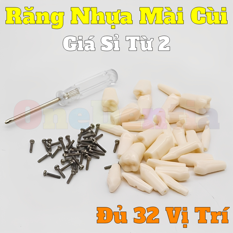 Răng Nhựa Thực Hành Mài Cùi 32 Vị Trí - Răng Mô Hình Cho Sinh Viên Nha Khoa RHM