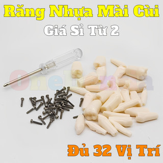 Răng Nhựa Thực Hành Mài Cùi 32 Vị Trí - Răng Mô Hình Cho Sinh Viên Nha Khoa RHM