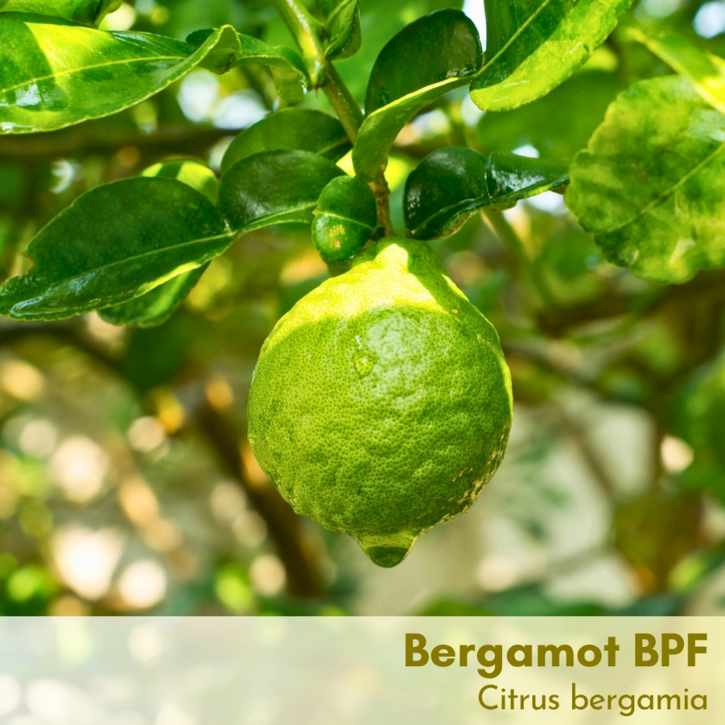 Tinh dầu Cam hương Bergamot Essential Oil (Bergapten free)