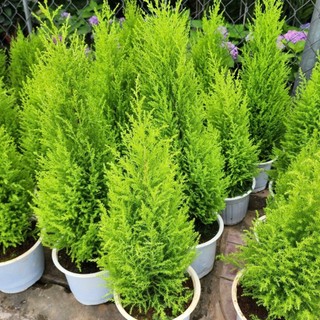 Cây Tùng Thơm (cao khoảng 80cm trở lên)