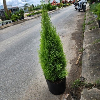 Cây Tùng Thơm (cao khoảng 80cm trở lên)