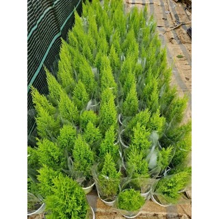 Cây Tùng Thơm (cao khoảng 80cm trở lên)