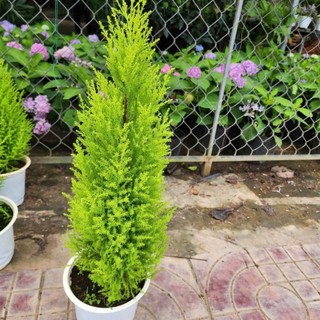 Cây Tùng Thơm (cao khoảng 80cm trở lên)