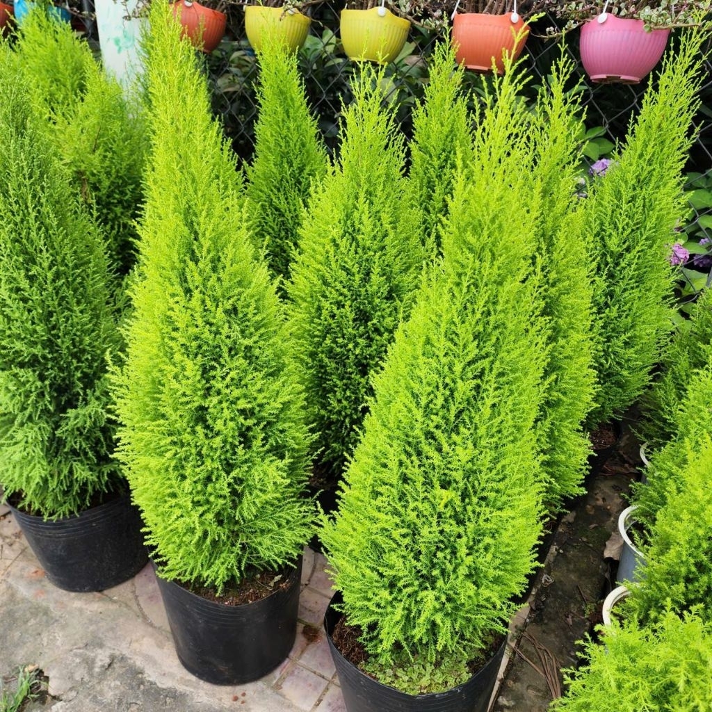Cây Tùng Thơm (cao khoảng 80cm trở lên)