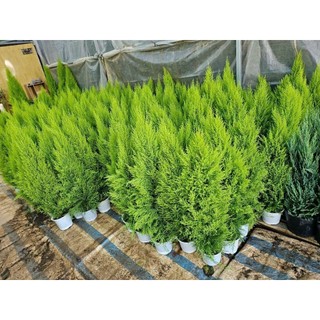 Cây Tùng Thơm (cao khoảng 80cm trở lên)