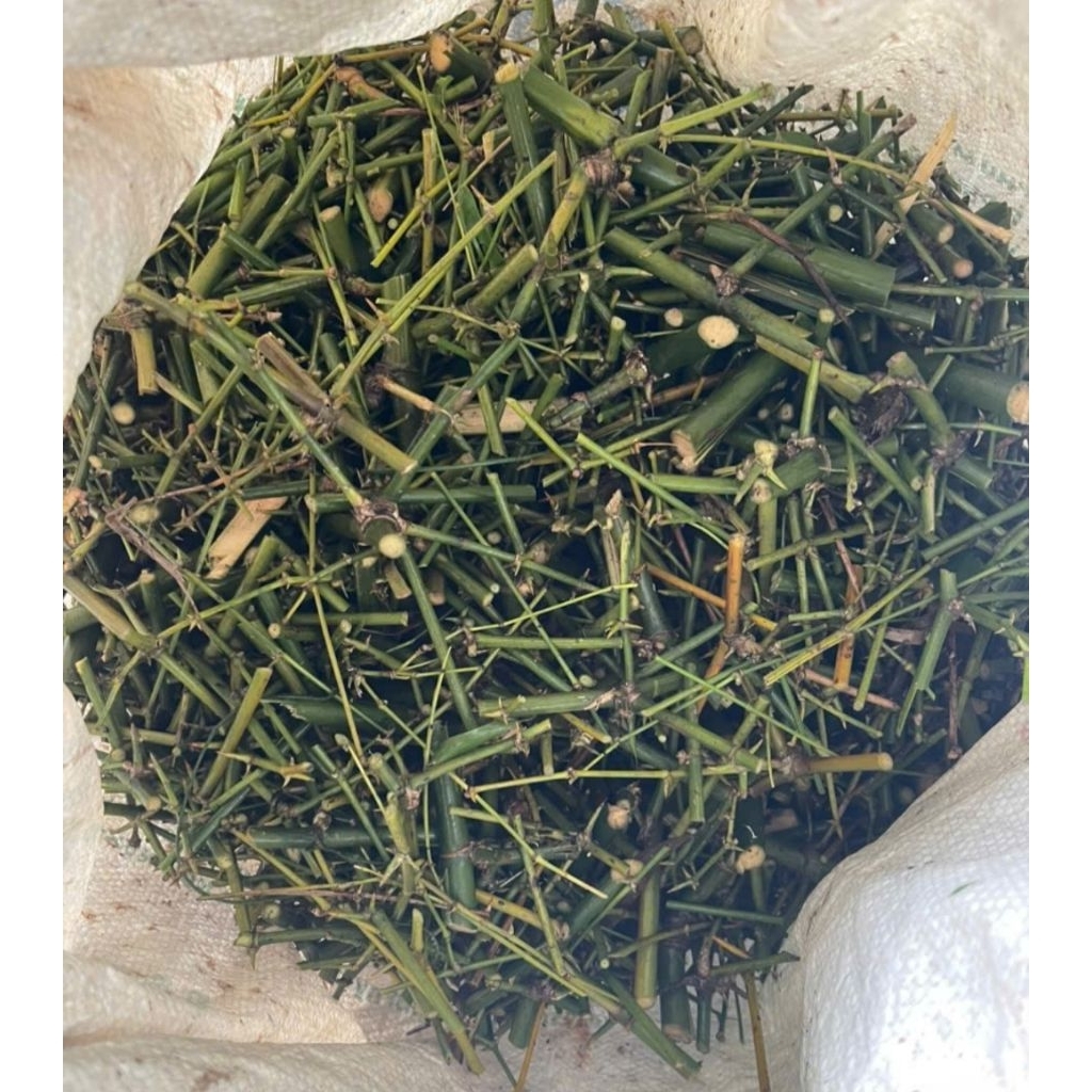 100g gai tre, gai bồ kết, 7 loại gai, 9 loại gai trừ tà