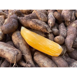 5kg sâm đất 4-5 củ 1kg để lâu ngọt( ko đi đơn miền Tây )