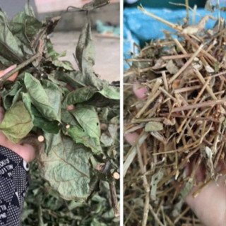 Cà gai leo , xạ đen khô hoà bình (1kg)🌸Mát gan, hỗ trợ các vấn đề về gan