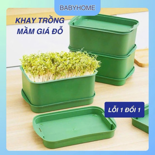  Khay Trồng Rau Mầm Giá Đỗ – Khay Gieo Mầm Giá Đỗ Thủy Canh Hai Lớp,Dụng Cụ Gieo Rau Mầm Giá Đỗ Tại Nhà từ Nhựa Cao Cấp 