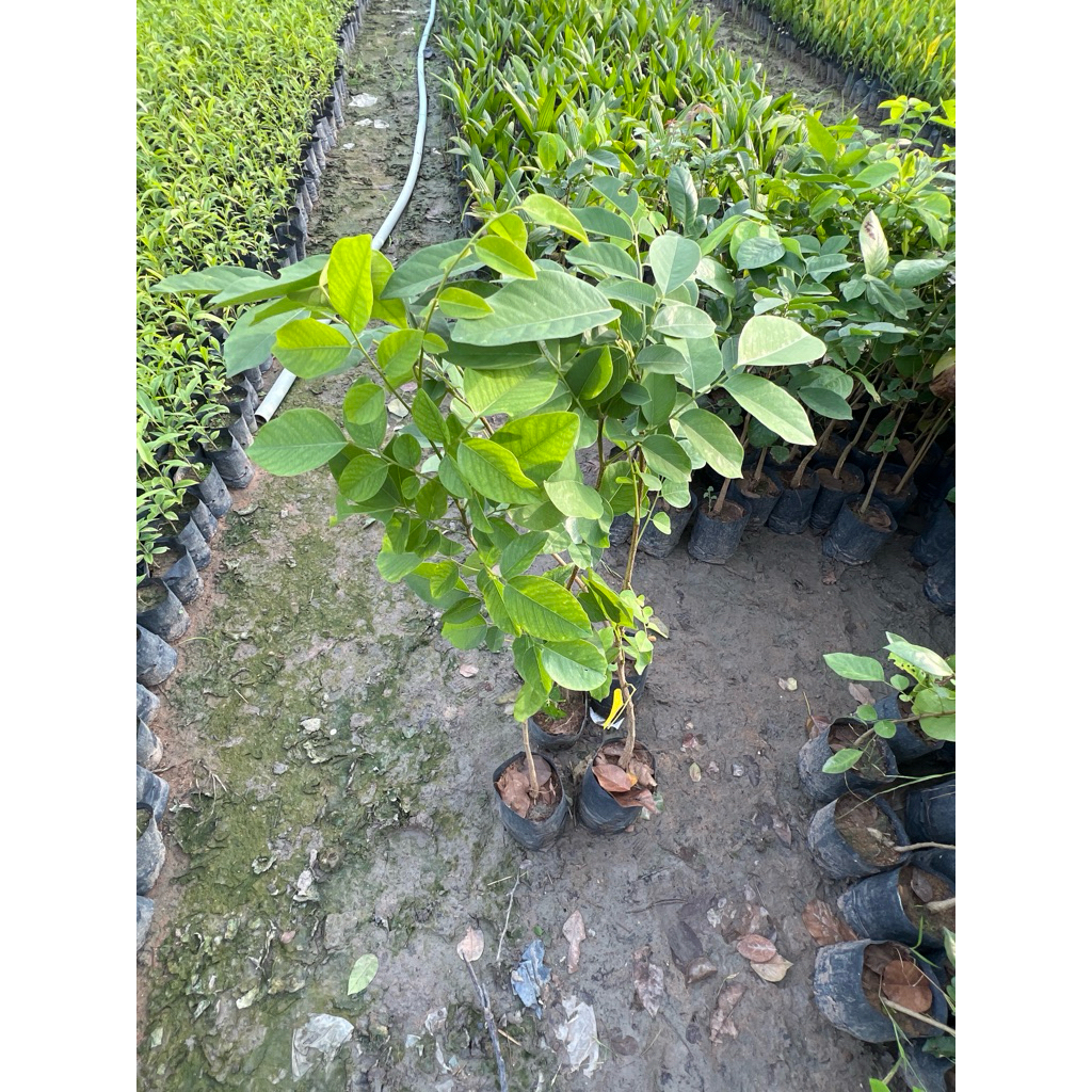 cây gỗ quý hiếm Hương Huyết cao 50cm