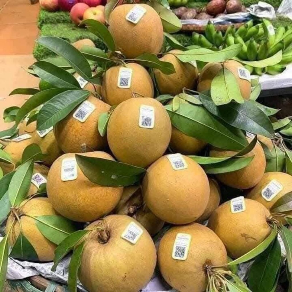 Cây giống hồng xiêm mật ( sapoche)