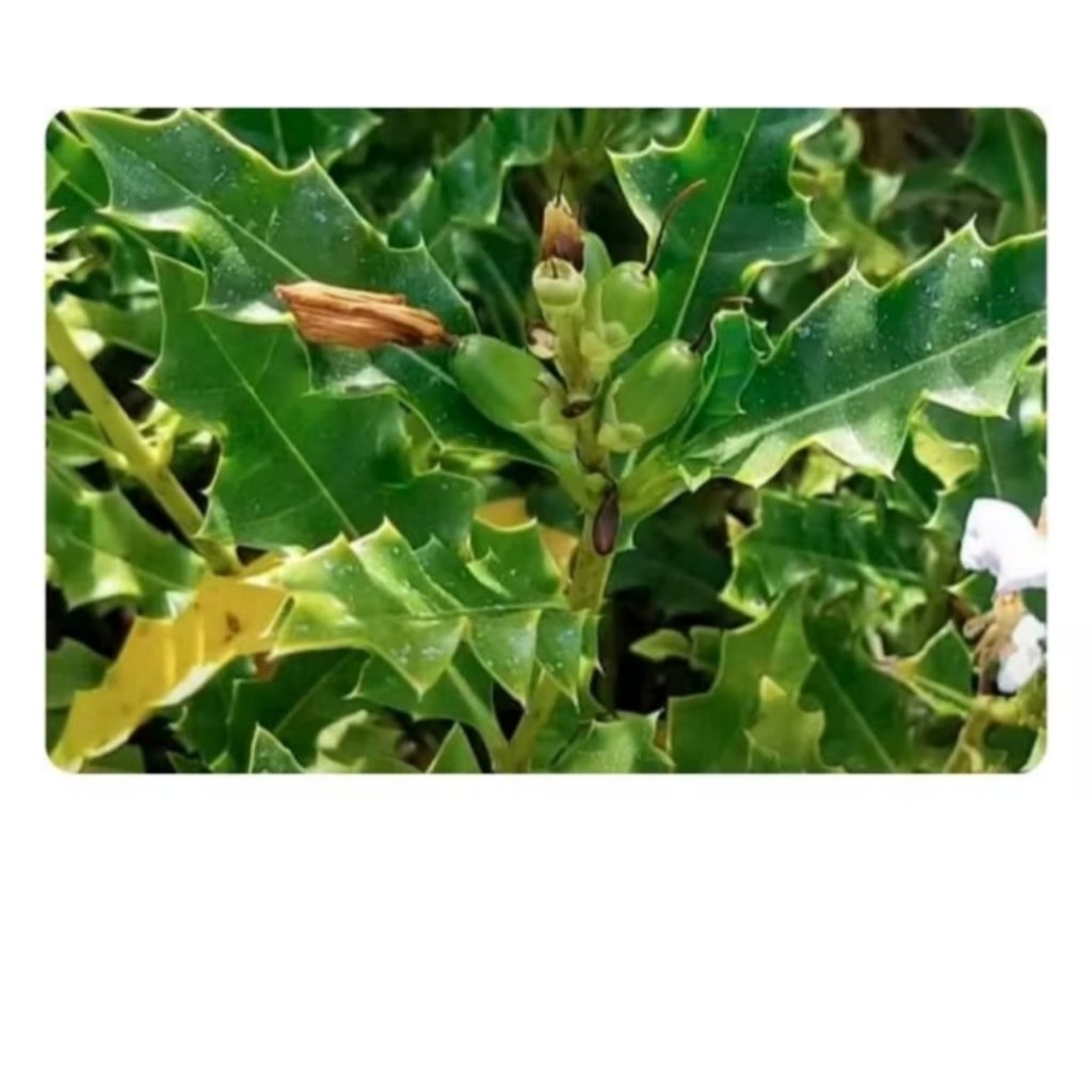 1kg cây ô rô nhiều công dụng