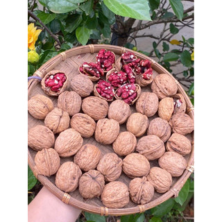 Óc chó đỏ- hạt dinh dưỡng