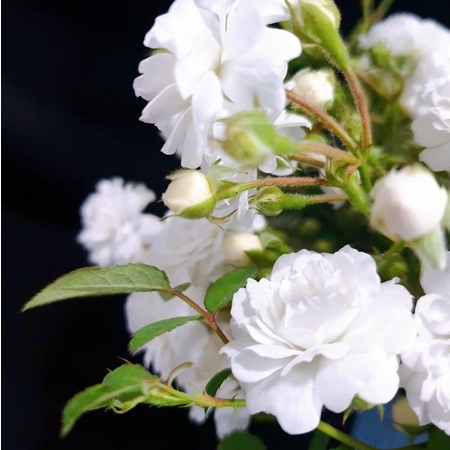 Hồng Bạch Trà JUN GARDEN Hoa Trắng