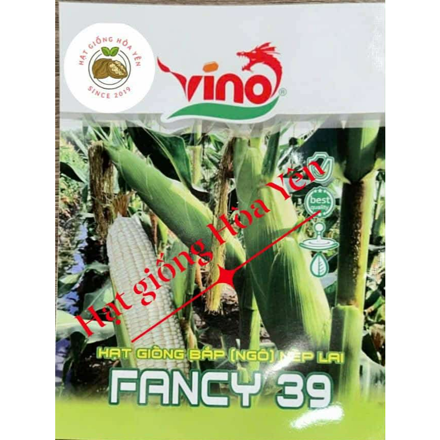 1 kg hạt giống bắp nếp Thái Lan Fancy 39 trái to, năng suất cao