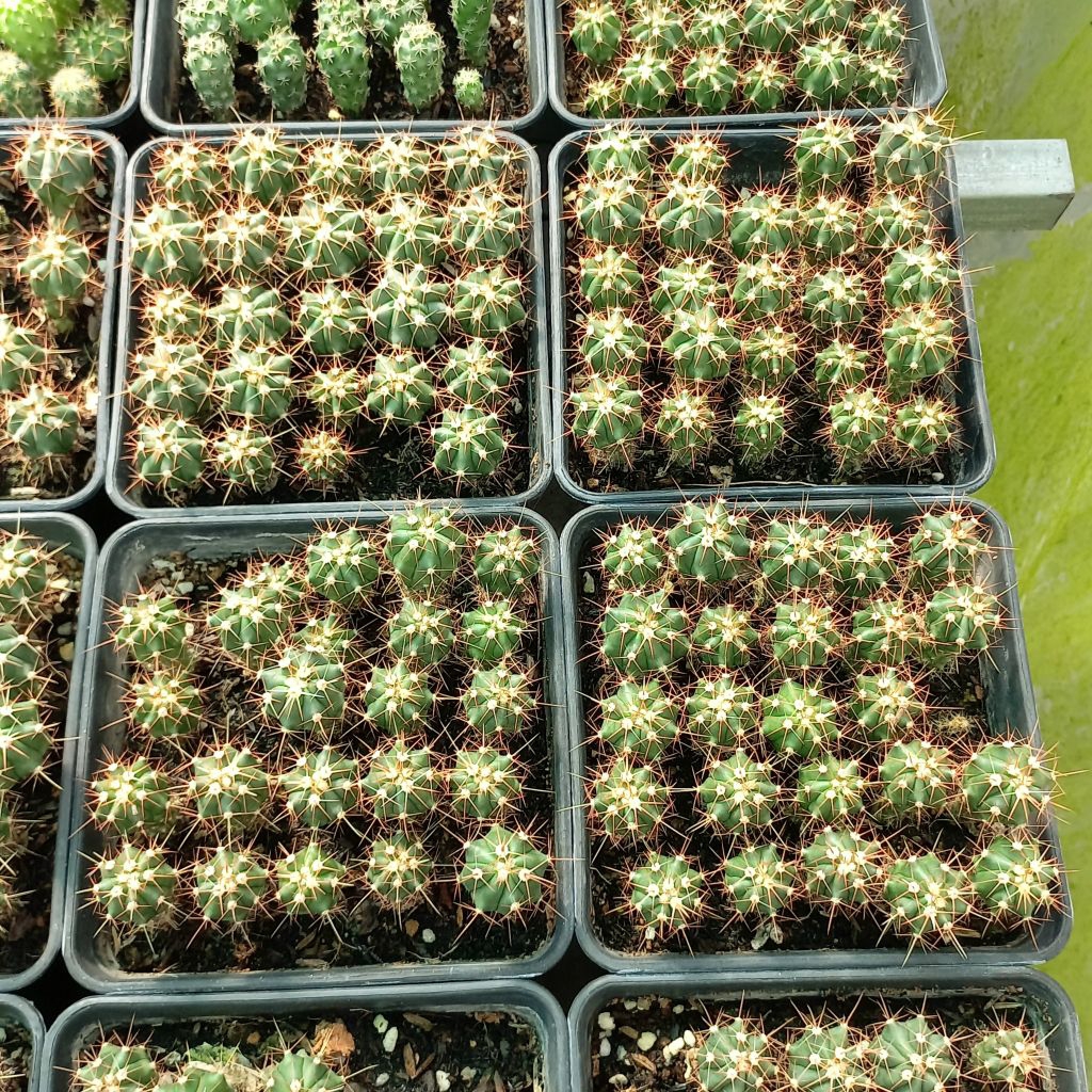 Bán 1 cây xương rồng fero Nanh Heo gieo hạt rễ trần