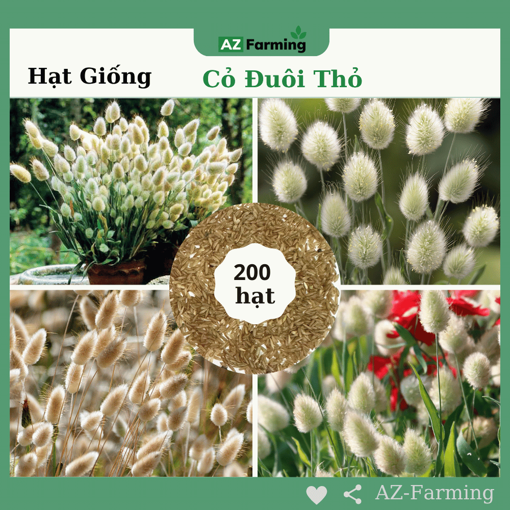 Hạt Giống Cỏ Đuôi Thỏ (Gói 200 Hạt) - AZ Farming