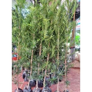 Cây giống tùng la hán cao 80-1m