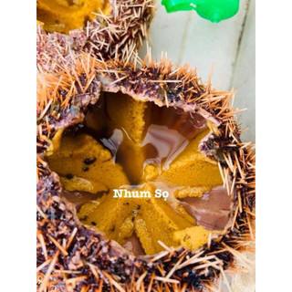 GẠCH NHUM SỌ VÀNG BIỂN NHA TRANG ( Khay 500gram)