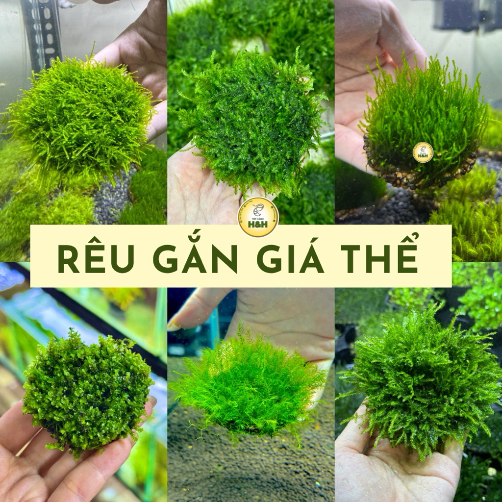 RÊU THUỶ SINH GẮN GIÁ THỂ - Giá thể Rêu trang trí thuỷ sinh chỉ cần đặt vào hồ, không cần trồng phân nền, hấp thụ NO3