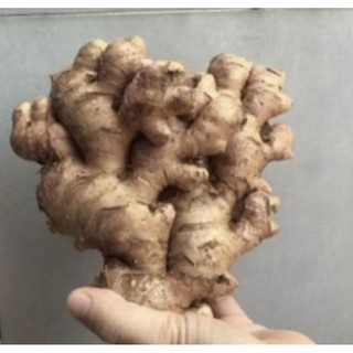 CỦ GỪNG TƯƠI - GỪNG CAY THƠM NỒNG - TÚI 1KG