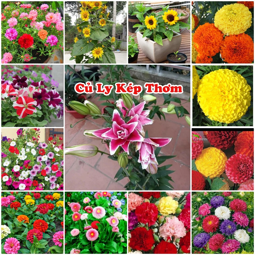 Hạt Giống Hoa, Ly Kép Thơm Trồng Tết 2026  - Hoa Nở Rực Rỡ, Nảy Mầm Tốt, Chăm Sóc Đơn Giản