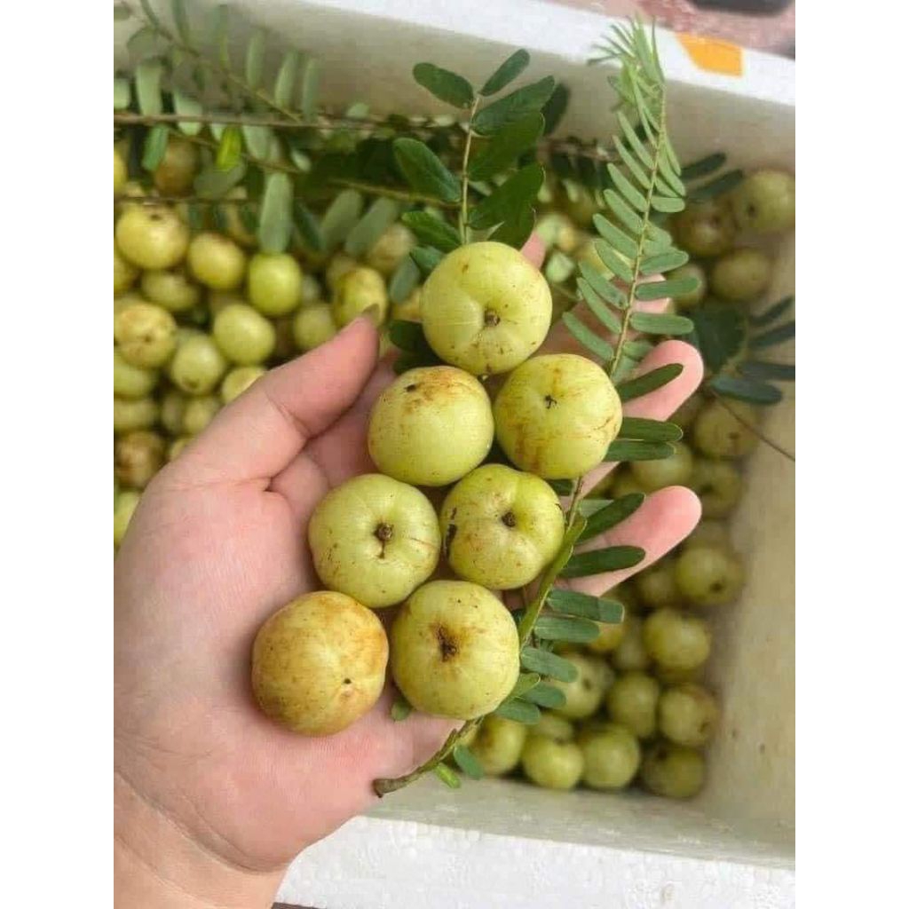 Me rừng hay mắc kham