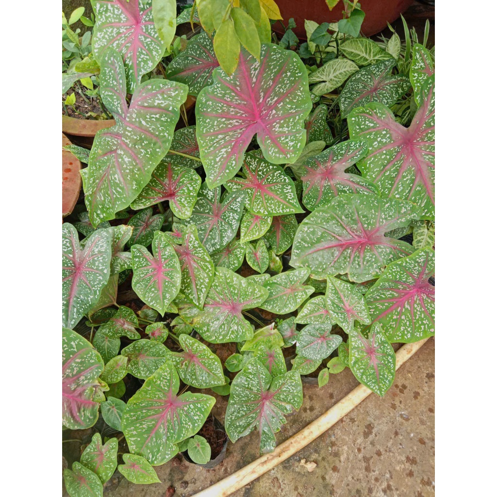 cây môn hồng đốm trắng, cây môn cảnh, cây môn mini để bàn