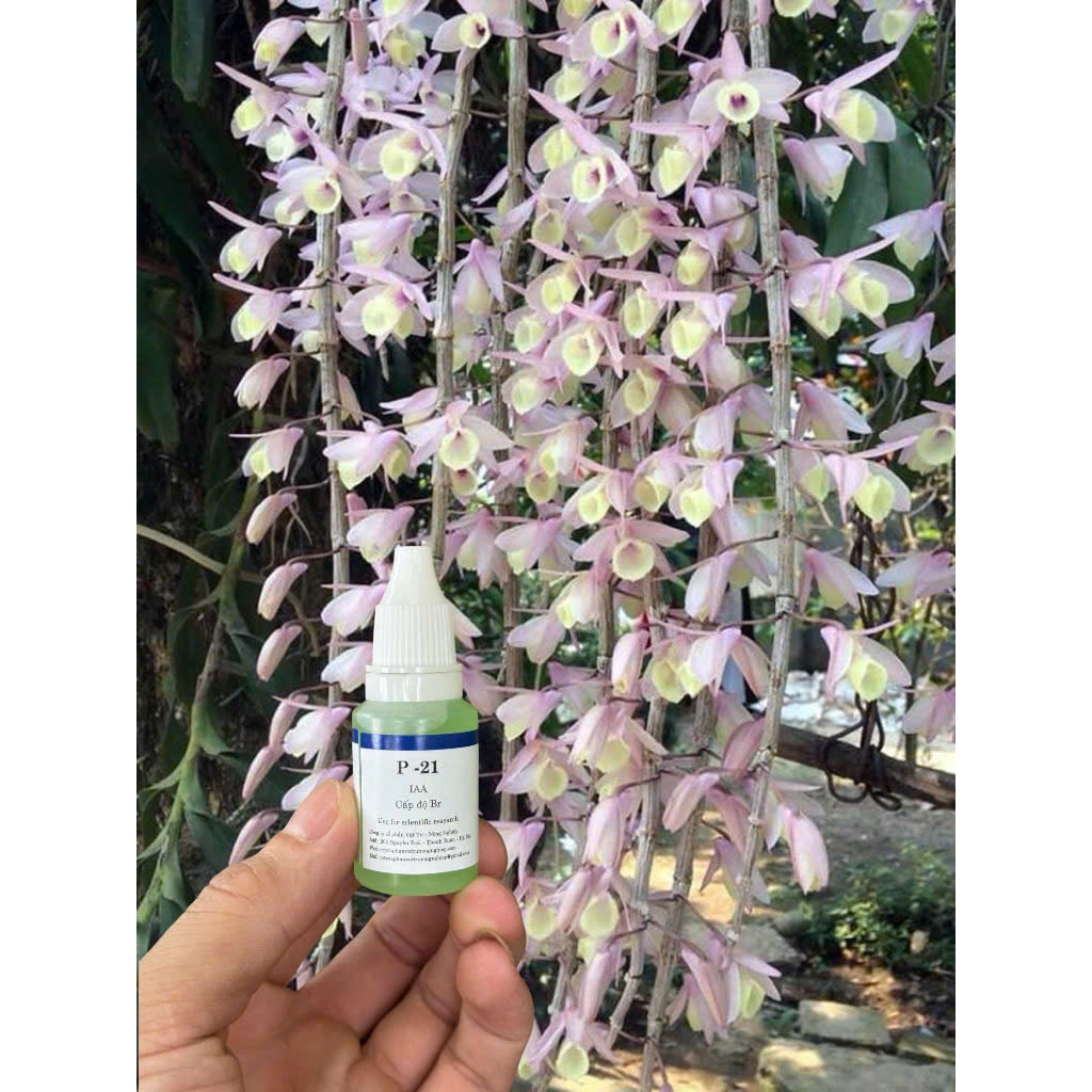 p-21 kích hoa , lan ,đào ,mai ,siêu tốc